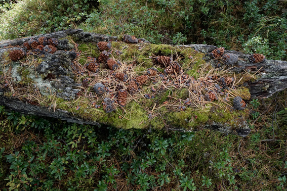 Bume, Lrchen auf dem Dachsteingebirge. Ein Bericht der ANISA, Verein fr alpine Forschung, 2014
