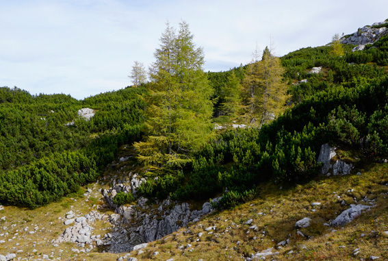 Bume, Lrchen auf dem Dachsteingebirge. Ein Bericht der ANISA, Verein fr alpine Forschung, 2014