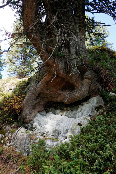 Bume, Lrchen auf dem Dachsteingebirge. Ein Bericht der ANISA, Verein fr alpine Forschung, 2014