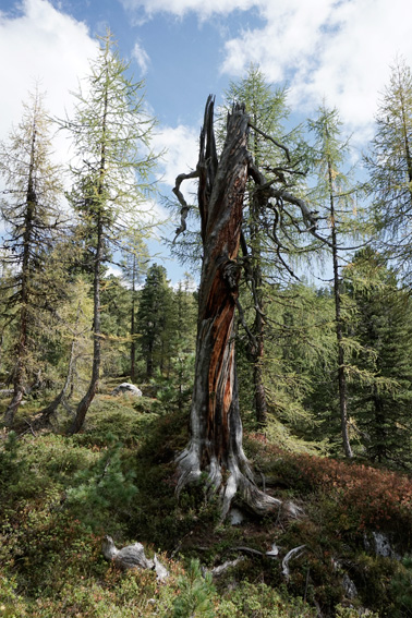 Bäume, Lärchen auf dem Dachsteingebirge. Ein Bericht der ANISA, Verein für alpine Forschung, 2014